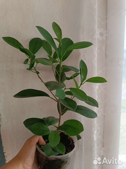 Фикус 