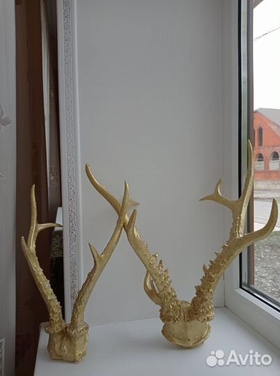 Оленьи рога настоящие