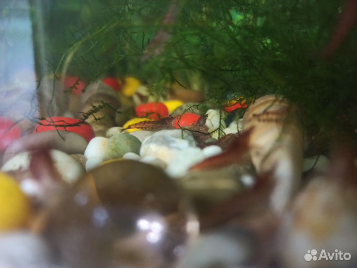 Креветки вишня