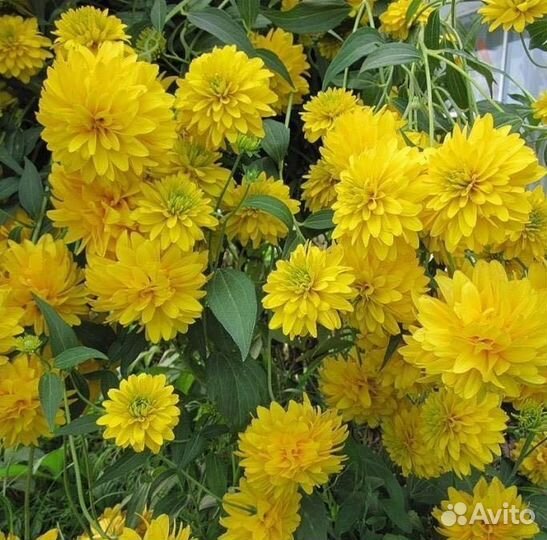 Растения, цветы, травы многолетники