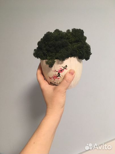 Стабилизированный мох в горшке