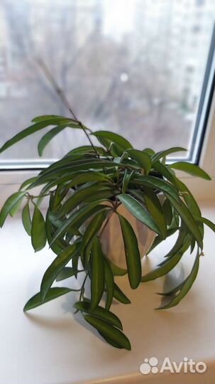 Хойя вайети (Hoya wayetii )