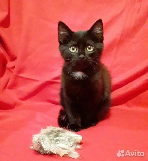 Котята - Черные Пантерчики в дар в добрые руки