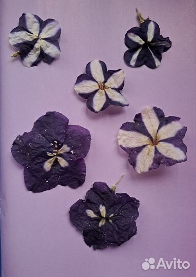 Сухоцветы для творчества крупные