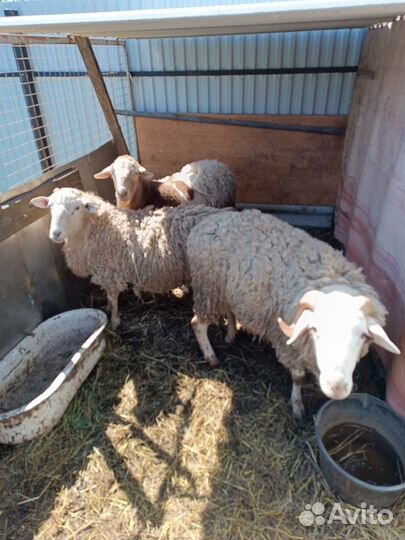 Продам барана на племя