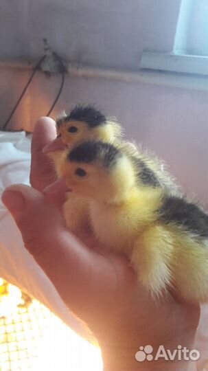 Индоутята тяжёлых линий,яйцо,мясо птицы