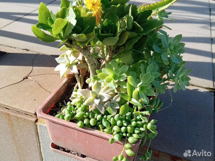 Кактусовый садик, пахиподиум, нолина-слоновья нога