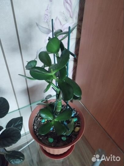 Комнатные цветы