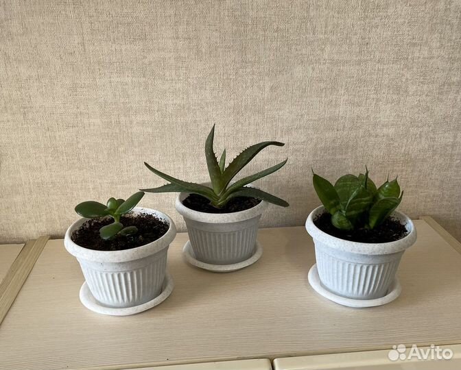 Комнатные растения