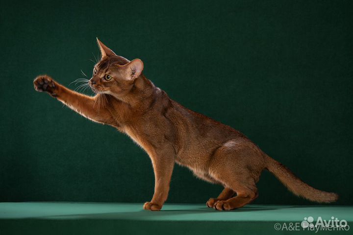 Вязка с интерчемпионом