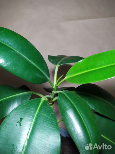 Фикус комнатное растение