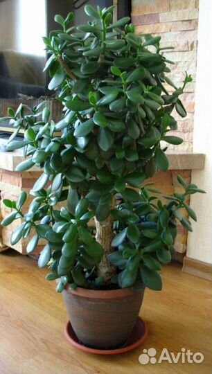 Крассула толстянка