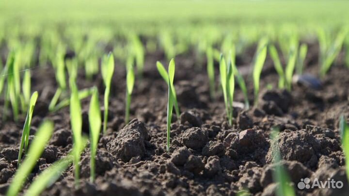 Черназем, земля