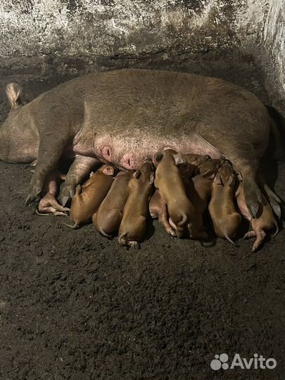 Поросята дюрок