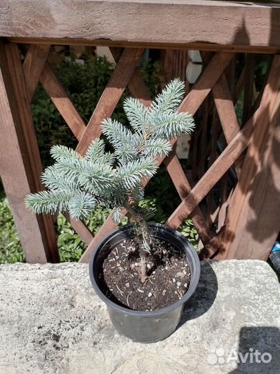 Ель биалобок