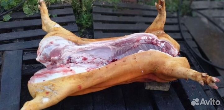 Свинина. Полутуши. Четвертинки. Целый поросенок