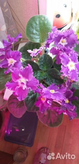 Сортовые фиалки