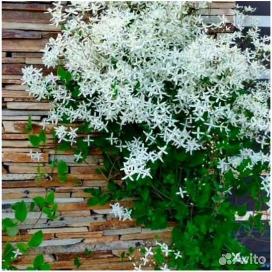 Клематисы