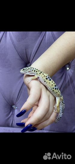 Ящерица эублефар