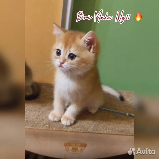 Британская шиншилла котята