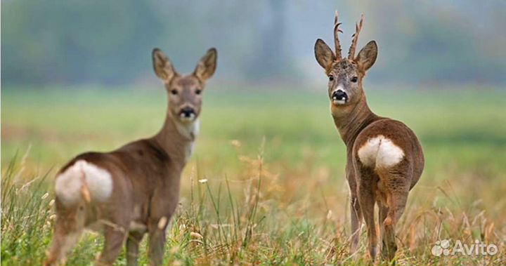 Мясо Косули