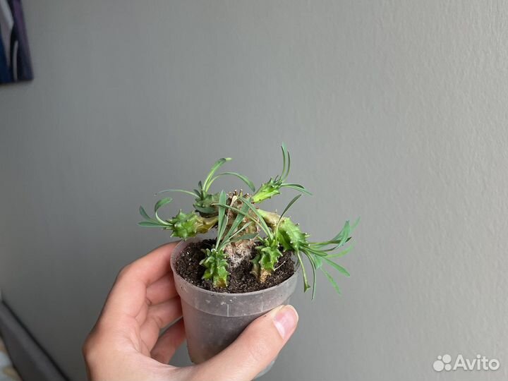 Кактусы и суккуленты