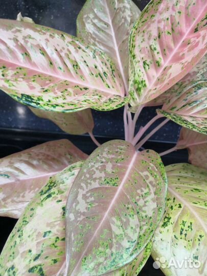 Аглаонема Orange Goldstar, Еlephant Earс, и др