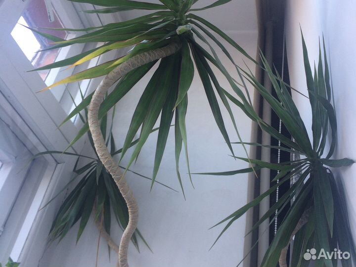 Цветы комнатные напольные