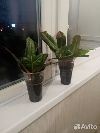 Кодиеум кротон