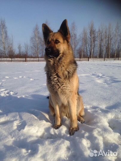 Щенки немецкой овчарки