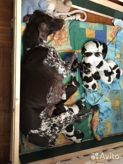 Щенки курцхаара