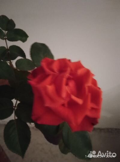 Роза саженец