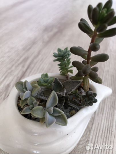 Суккуленты композиция