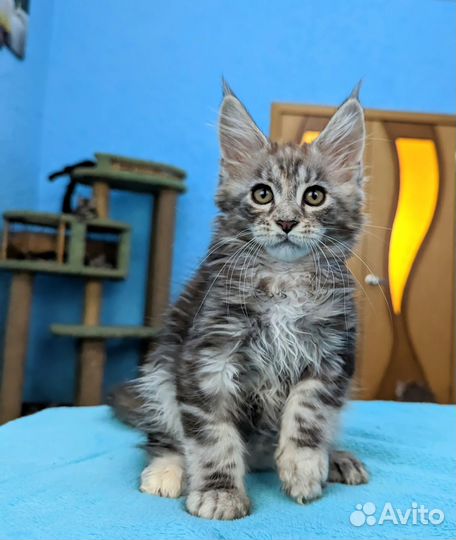 Котята мейн-кун