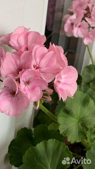 Пеларгония герань PAC Emilia куст