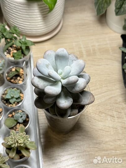 Пахифитум овиферум