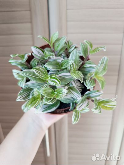 Традесканция белоцветковая