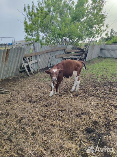 Продаю бычка Айрширской породы (чистопородный)