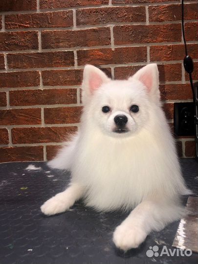 Вязка собак