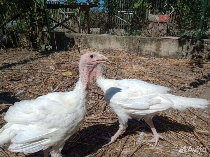 Индюшата Биг 6. Возраст 2 месяц и 3 месяца