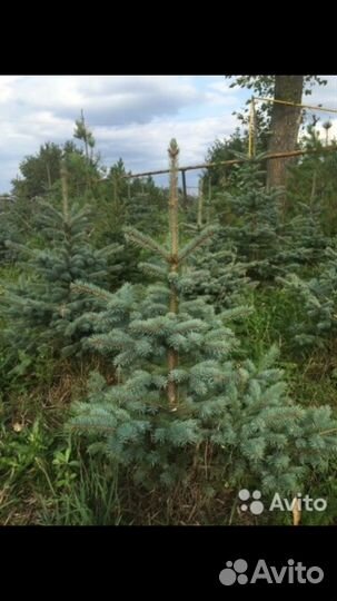 Голубую ель