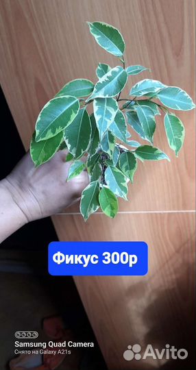 Фикусы.Граптофилум