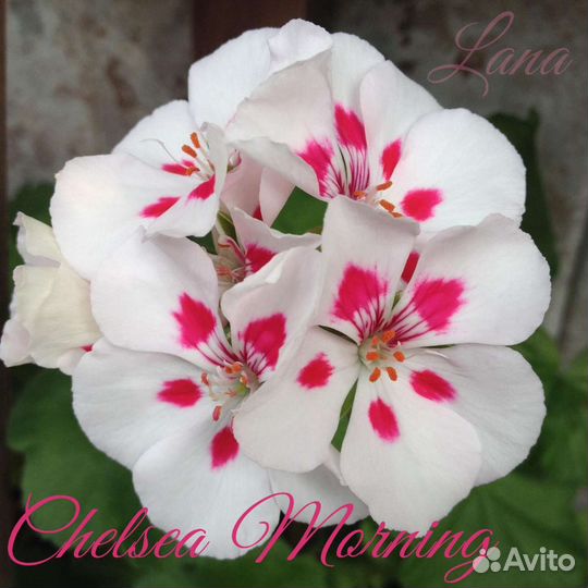 Пеларгонии сортовые