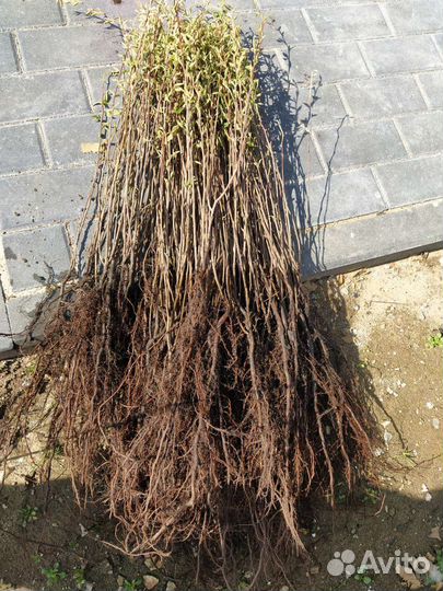 Сеянцы Кизильника