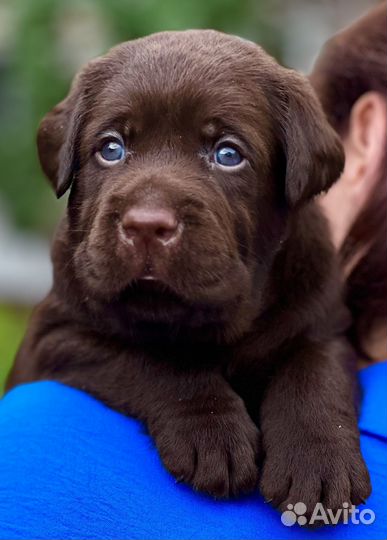 Щенки лабрадора