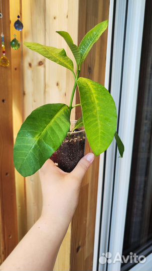 Табернемонтана «Elegans»