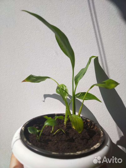 Спатифиллум женское счастье