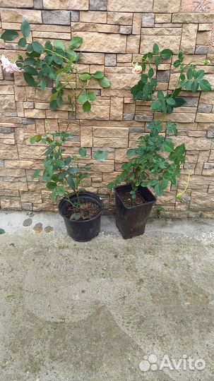 Саженцы роз 2х летние