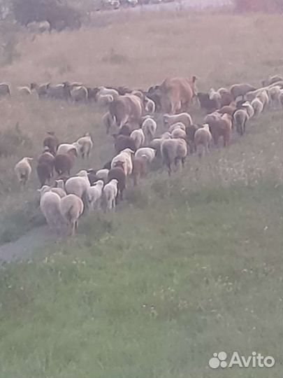 Овцы бараны
