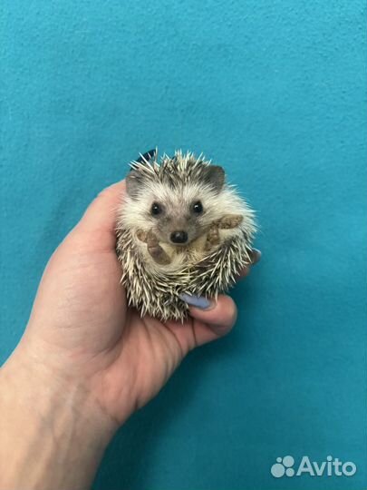 Африканские ежи - ручные ежата. Питомник. Доставка
